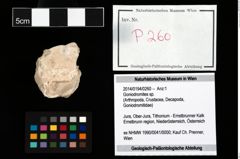 Foto (Objekt + Etikett) von Goniodromites sp.  (NHMW-GEO-2014-0194-0260)